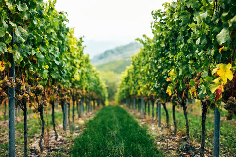 Weinberge